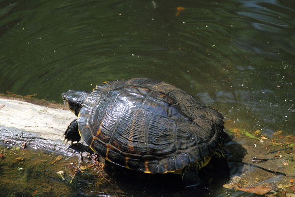Yellow-belly Slider, Francis Beidler Forest (4-Hole Swamp)