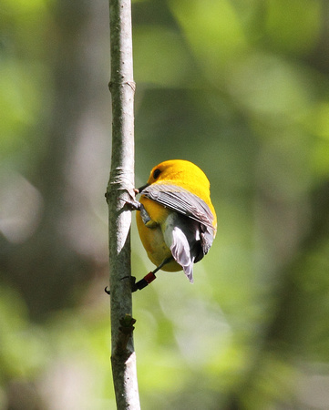 Prothonotary warbler, Francis Beidler Forest (4-Hole Swamp)