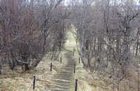 Steps through birch wood, Hof∂i, Myvatn