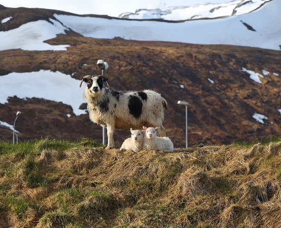 Ewe with twin lambs, Grundarifjordur