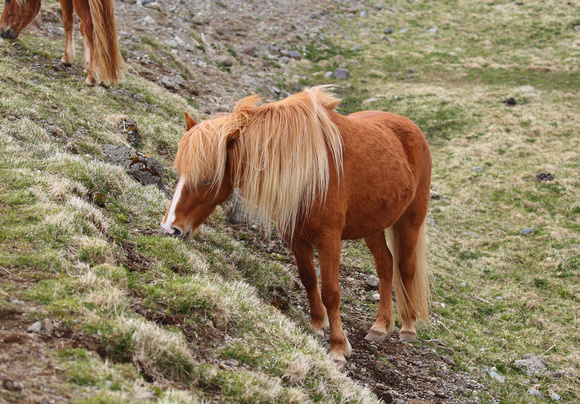 Icelandic horse, Su∂ur-Bar, W. Iceland