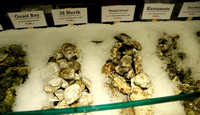 Oysters, Lobster Place fishmongers, Chelsea Market