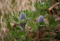 Nootka Lupin, spring growth