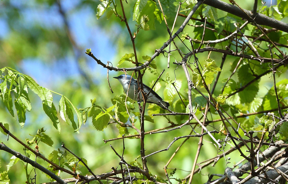 Cerulean Warbler, Allegany County