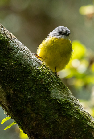 Lamington NP/QLD: Eastern Yellow Robin