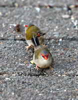 Lamington NP/QLD: Red-browed Finch