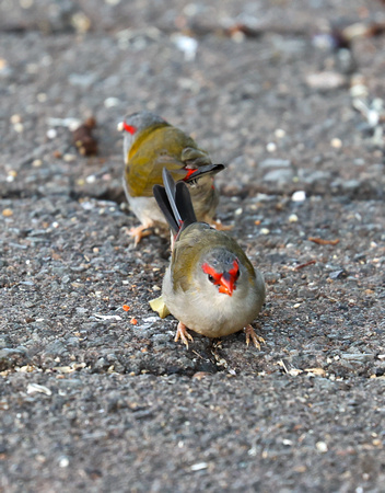 Lamington NP/QLD: Red-browed Finch