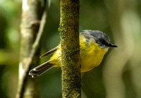 Lamington NP/QLD: E. Yellow Robin