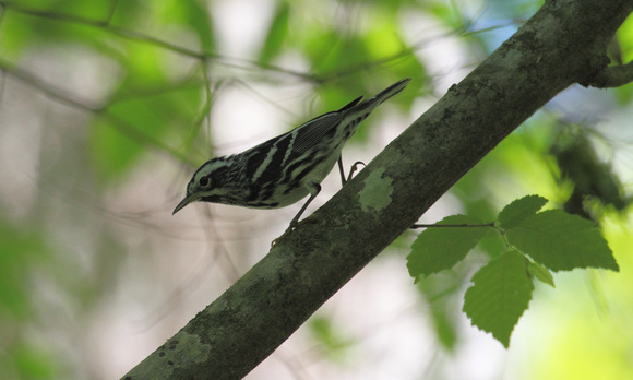 Black and White Warbler,  Congaree NP