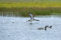Loon take-off