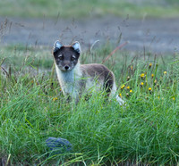 Arctic Fox, named Kari by the Volcano Huts staff
