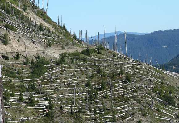 Mt. St. Helens Blast zone trees
