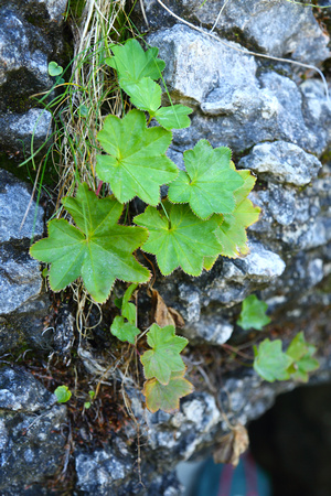 Lady's Mantle (Alchemilla) growing on limestone.