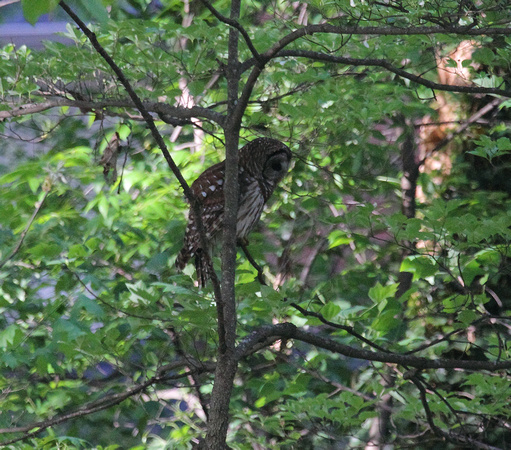 Barred Owl, Greenville