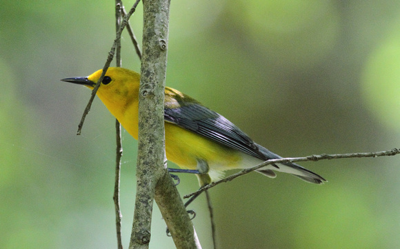 Prothonotary Warbler,  Congaree NP