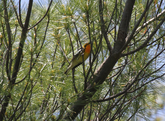 Blackburnian Warbler, back entrance to Swallow Falls State Park
