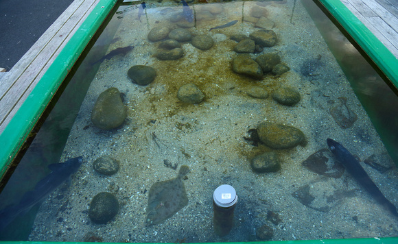 Touch tank in harbour