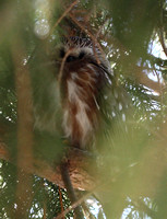 Sawwhet Owl