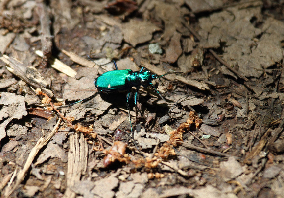 6-spotted Tiger beetle,     Congaree NP