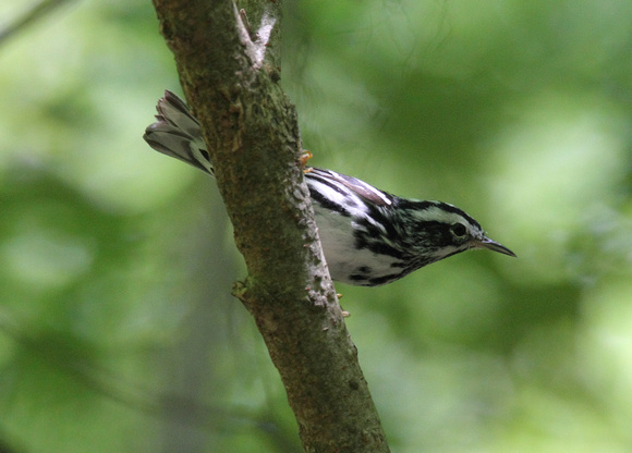 Black and White Warbler,  Congaree NP