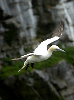 Gannet, Cape St. Mary Ecological Reserve