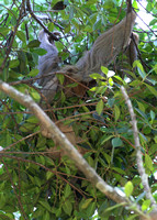 Two-toed Sloth, Orotina city park