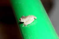 Grey Tree Frog, Villa Lapas