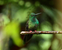 Costa Rica Hummingbirds