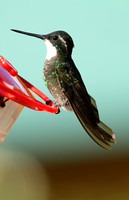 White-throated Mountain Gem, male