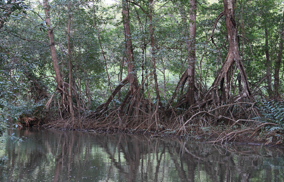 Mangroves, Tarcoles River
