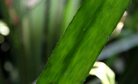 Thorn-sided bromeliad leaf