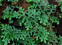 Selaginella sp., Arenal Volcano NP