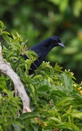 Melodious Blackbird, Hotel Bougainvillea San Jose