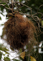 Social Flycatcher building nest, Villa Lapas, Tarcoles