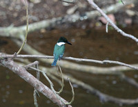 Green Kingfisher, Villa Lapas, Tarcoles