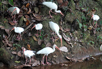 White Ibis, Villa Lapas, Tarcoles
