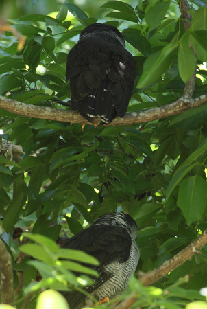 Black and White Owls, Orotina City Park, CR