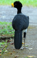 Great Curassow, male
