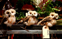 Owl figurines, Chelsea Market