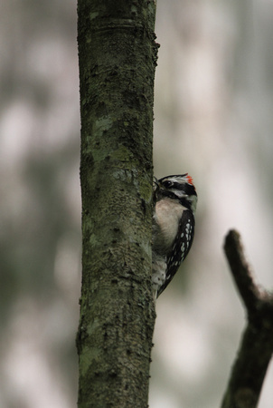 Downy Woodpecker, Francis Beidler Forest (4-Hole Swamp)