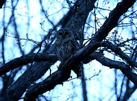 Barred Owl, Swallow Falls SP