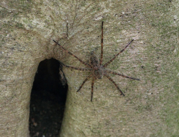 Dark Fishing Spider, Congaree NP