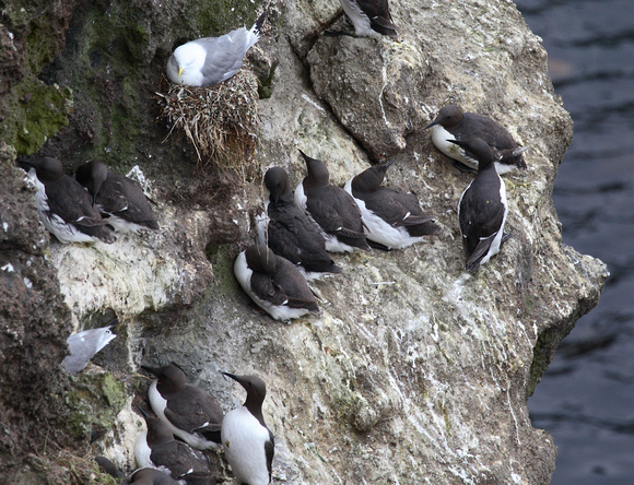 Guillemots and Kittiwakes