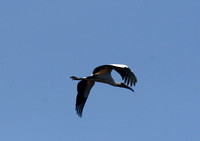 Wood Stork, Caw-Caw