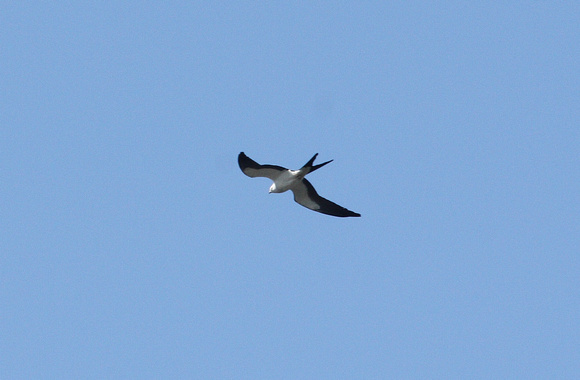 Swallow-tailed Kite, Caw-Caw