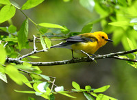 Prothonotary Warbler at 4-hole Swamp