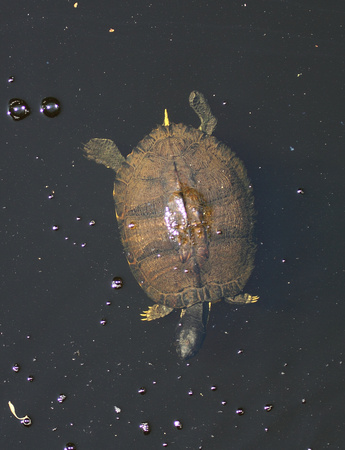 Yellow-belly Slider, Francis Beidler Forest (4-Hole Swamp)