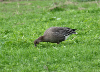 Pinkfooted Goose