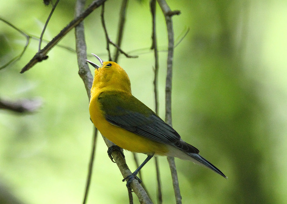 Prothonotary Warbler,  Congaree NP