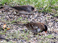 Harris' Sparrow  (and Junco)